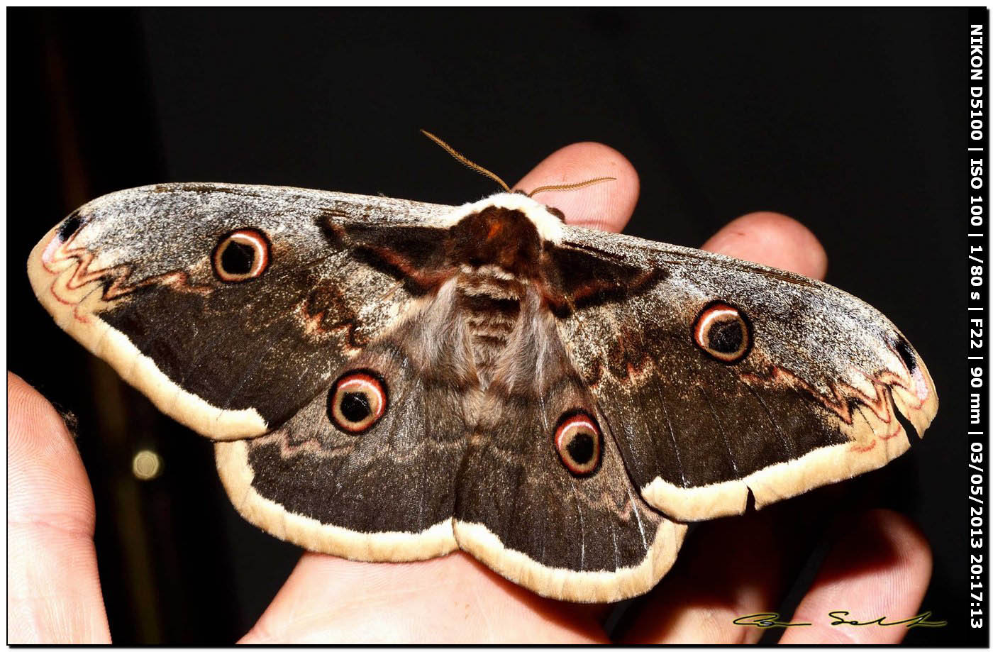 Saturnia pyri